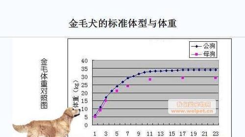 狗狗年龄对应的体重标准详解（了解狗狗不同年龄段的体重标准，为其健康提供指导）