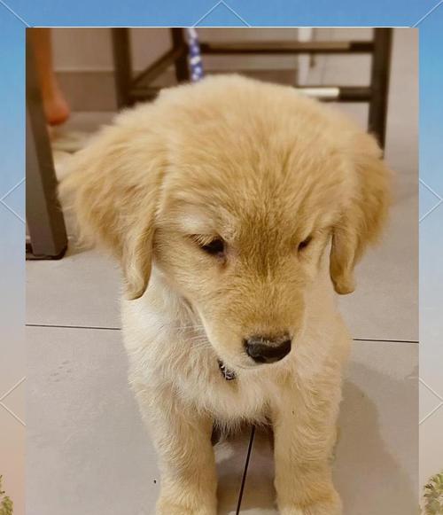 金毛犬4个月换毛期的特征与护理方法（探寻金毛犬换毛期的时长、处理方法与经验分享）