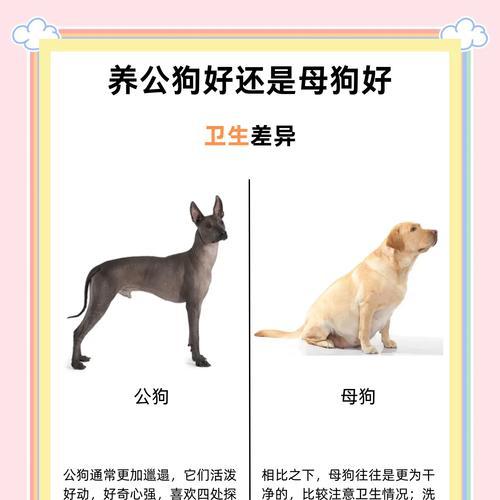 边牧与苏牧（为什么大多数人喜欢边牧？—一探牧羊犬的独特魅力）