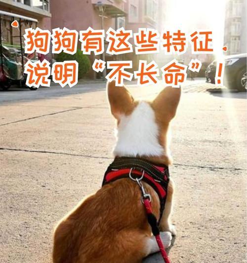 狗狗的寿命有多长？（探索狗狗寿命的特征和老化迹象）