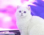 英短毛的生长周期及（探究英短毛恢复生长周期的时间及原因）