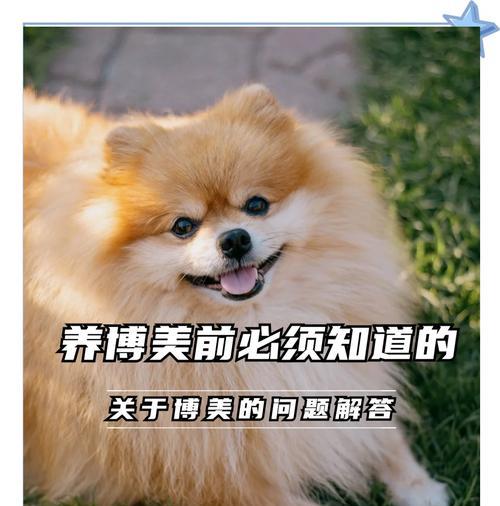 挑逗你博美的秘密武器——这5个部位你不能错过！（让博美更爱你的方法，你必须知道的关键部位）