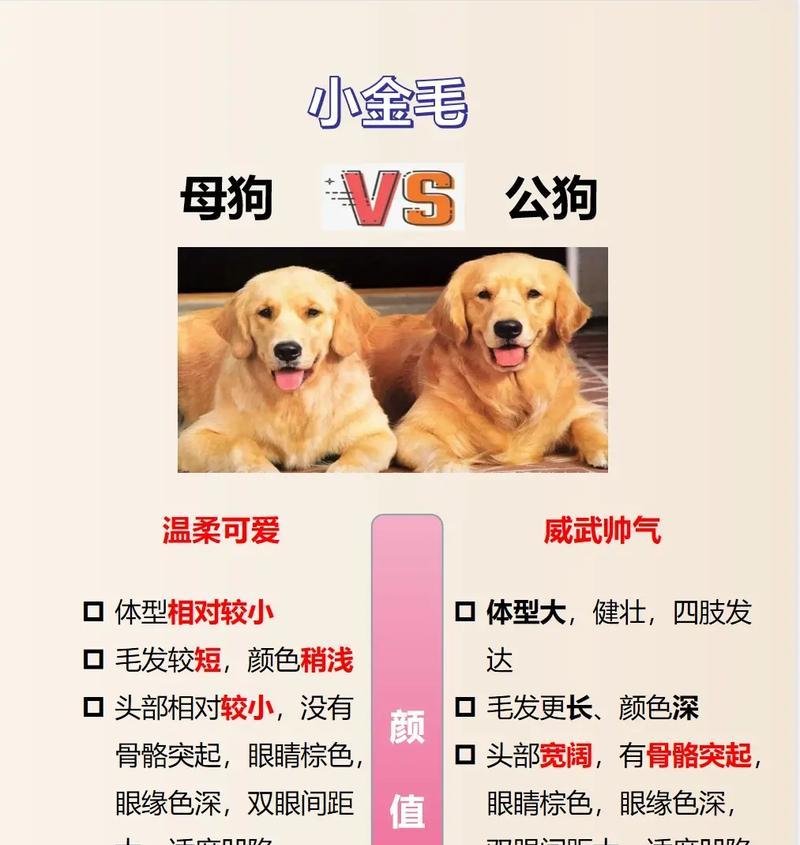 金毛配种后的妊娠周期及产仔时间（探究金毛犬配种后的繁殖周期和分娩时间）