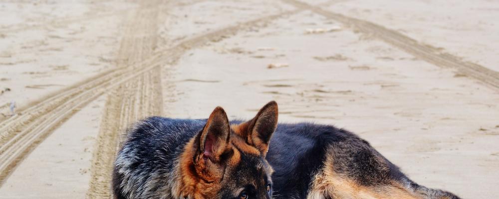 中型猛犬（了解中型猛犬的特点与品种，为理解它们提供基础）