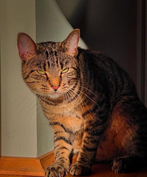 怀孕期间猫的身体变化（探寻猫咪孕育过程中的身体变化以及喵星人诞生的神秘之旅）
