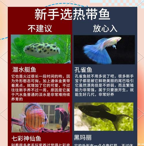 热带鱼喂食频率与水质保持的关系（探究热带鱼喂食频率对水质的影响及最佳喂食频率）