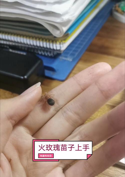 火玫瑰蜘蛛的土壤更换周期与注意事项（了解火玫瑰蜘蛛的土壤需求，让您的宠物更健康）