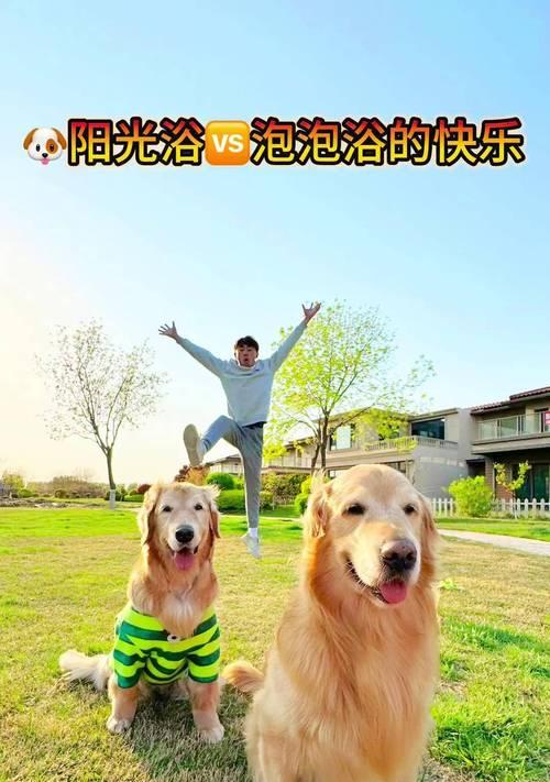 狗宝宝多久后可以洗澡？（了解狗宝宝洗澡的适时与注意事项）
