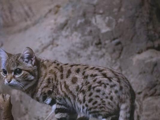 恐惧猫科动物的动物们（揭秘动物王国中害怕猫科动物的生物）