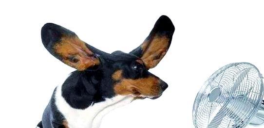 夏日狗狗避暑攻略（15个实用方法让你的爱犬度过舒爽夏天）
