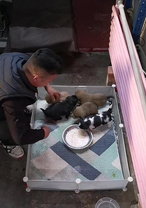 满月狗一天睡多久？揭开狗狗睡眠之谜！（解密满月狗的睡眠习惯及其对健康的影响）