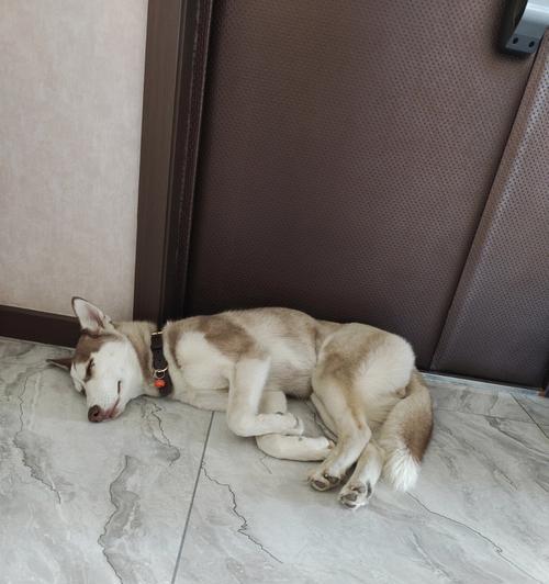 哈士奇——史上十大军犬之一（探寻哈士奇在军事领域的卓越表现）