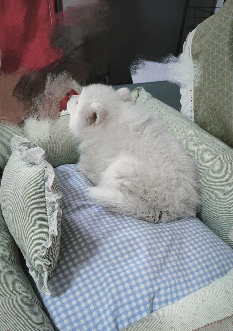 萨摩犬的消化系统（了解你的宠物）